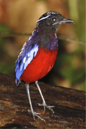 Black-crowned Pitta