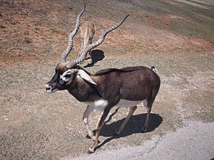 Blackbuck antelope in Texas.jpg