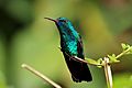 Blue-chinned sapphire (Chlorestes notata notata) male