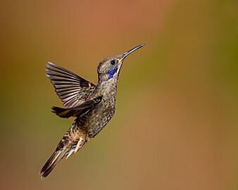 Brown violetear Facts for Kids