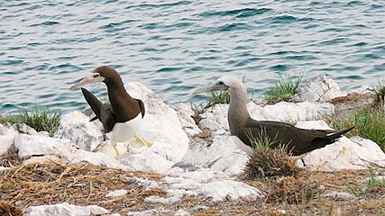 Brown booby couple
