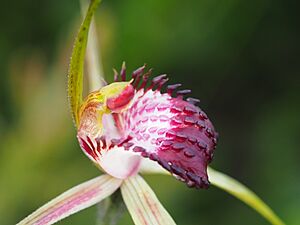 Caladenia applanata applanata 01