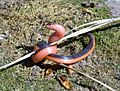 Carphophis vermis western worm snake