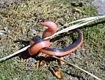 Carphophis vermis western worm snake.JPG