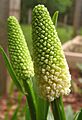 Chamaelirium luteum - false unicorn - desc-flowering heads closed