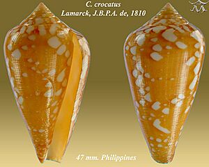 Conus crocatus 1.jpg