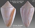 Conus mindanus bermudensis 1