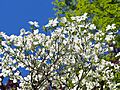 Cornus florida Dereń kwiecisty 2023-05-05 02