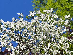Cornus florida Dereń kwiecisty 2023-05-05 02
