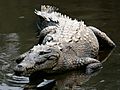 Crocodylus acutus mexico 02-edit1