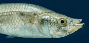El pescado blanco (cropped).png