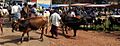 Elavumthitta cattle market 2