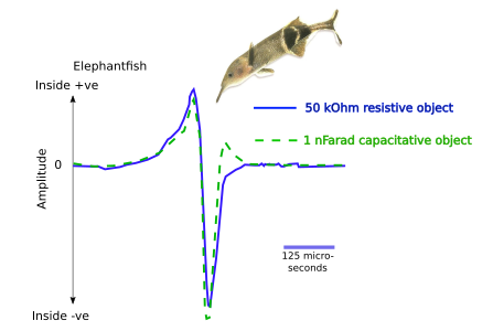 Electroreception of Capacitative and Resistive Objects in Elephantfish