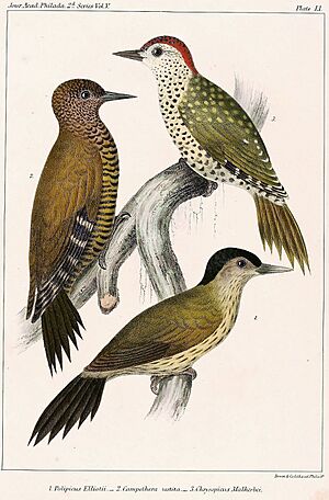 Elliot's woodpecker, Little green woodpecker & Little spotted woodpecker.jpg