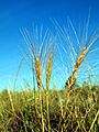 Elymus elymoides NPS-1