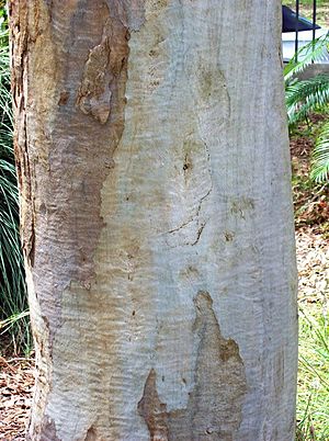 Eucalyptus dawsonii trunk