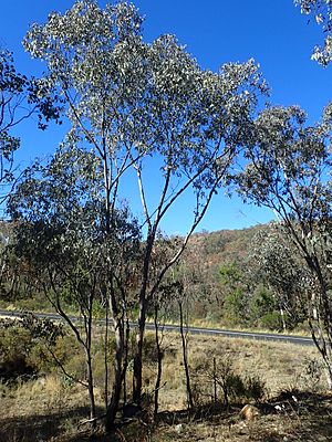 Eucalyptus dealbata habit.jpg
