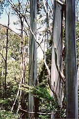 Eucalyptus nitens New England National Park