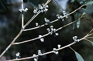 Eucalyptus saxatilis fruit