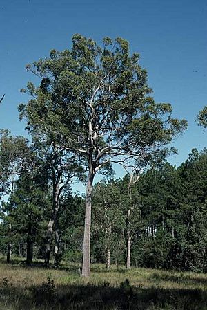 Eucalyptus umbra.jpg