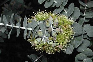 Eucalyptus x brachyphylla flowers