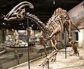 FMNH Parasaurolophus fossil