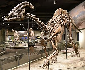 FMNH Parasaurolophus fossil.jpg