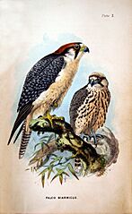 Falco biarmicus01