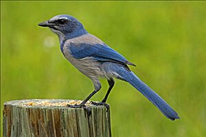 Florida Scrub Jay - Aphelocoma coerulescens, Merritt Island National Wildlife Refuge, Titusville, Florida