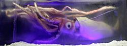 Giant squid melb aquarium03