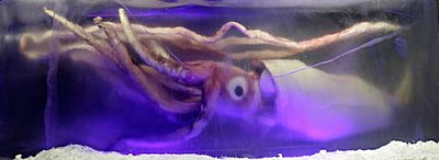 Giant squid melb aquarium03