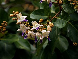 Gmelina fasciculiflora.jpg