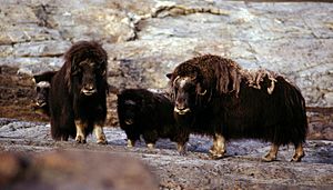 Greenland-musk-ox hg