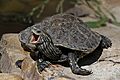 Hellenic pond turtle (Emys orbicularis hellenica) Butrint
