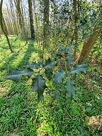 Holly leaves, Upper Rapeland Wood
