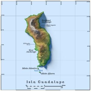 Isla Guadalupe