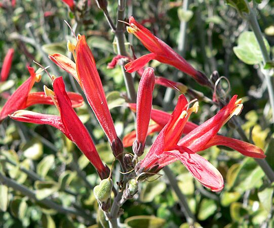 Justicia californica 3