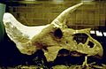 Laramie-skull
