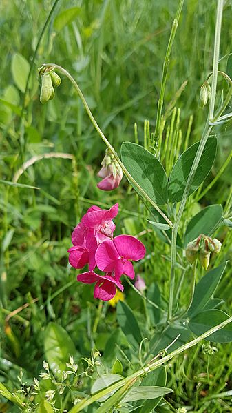 Lathyrus tuberosus plant