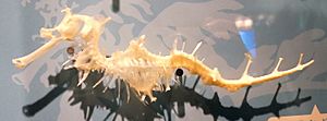 Leafy seadragon skeleton 2019 1 8