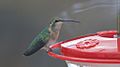 Lucifer Hummingbird (female) - Rusty's - Rodeo - NM - 2015-09-15at13-18-3314 (21596362732)