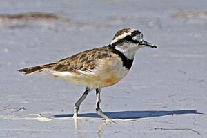 Madagascar plover (Charadrius thoracicus).jpg