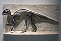 Maiasaura peeblesorum cast - University of California Museum of Paleontology - Berkeley, CA - DSC04688