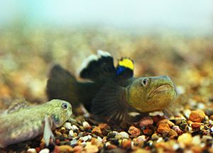 Male desert goby (Chlamydogobius eremius) courting a female 1471-2148-11-233-1