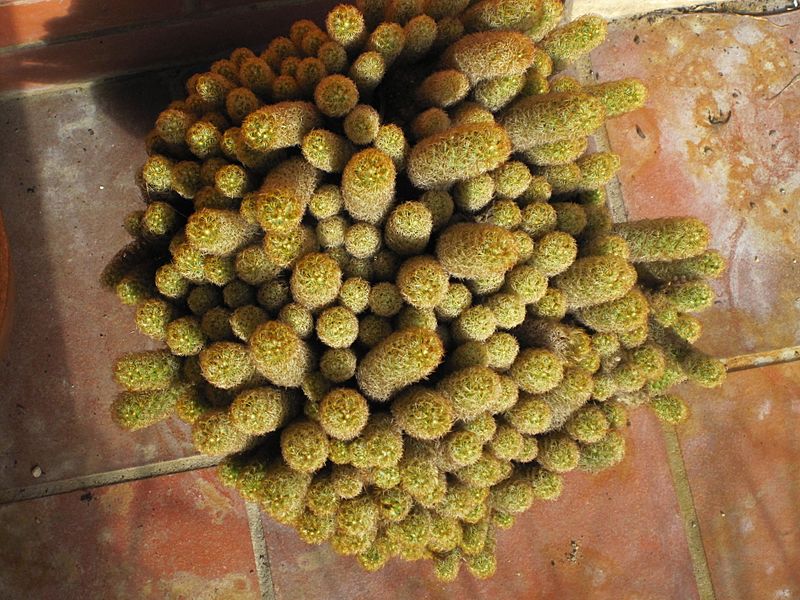 Mammillaria elongata 33