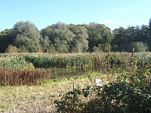 Meadow, reeds and willows by Belstead Brook - geograph.org.uk - 1001575