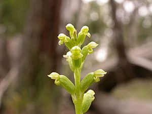 Microtis parviflora - Flickr 003a.jpg