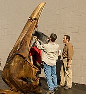 Mike Rowe and Jay Villemarette Cleaning Skull