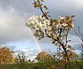 Nashi pear tree in bloom
