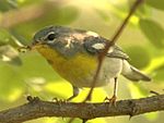 Northern Parula with caterpillar